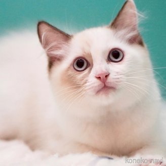 販売中の東京都のラグドール-114593の4枚目